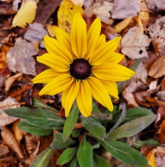 Meet your Posher, Jaclyn - Picture 1 of 1